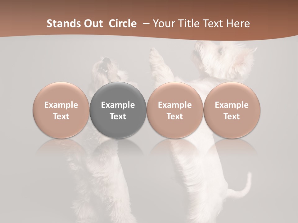 Studio Breed Terrier PowerPoint Template