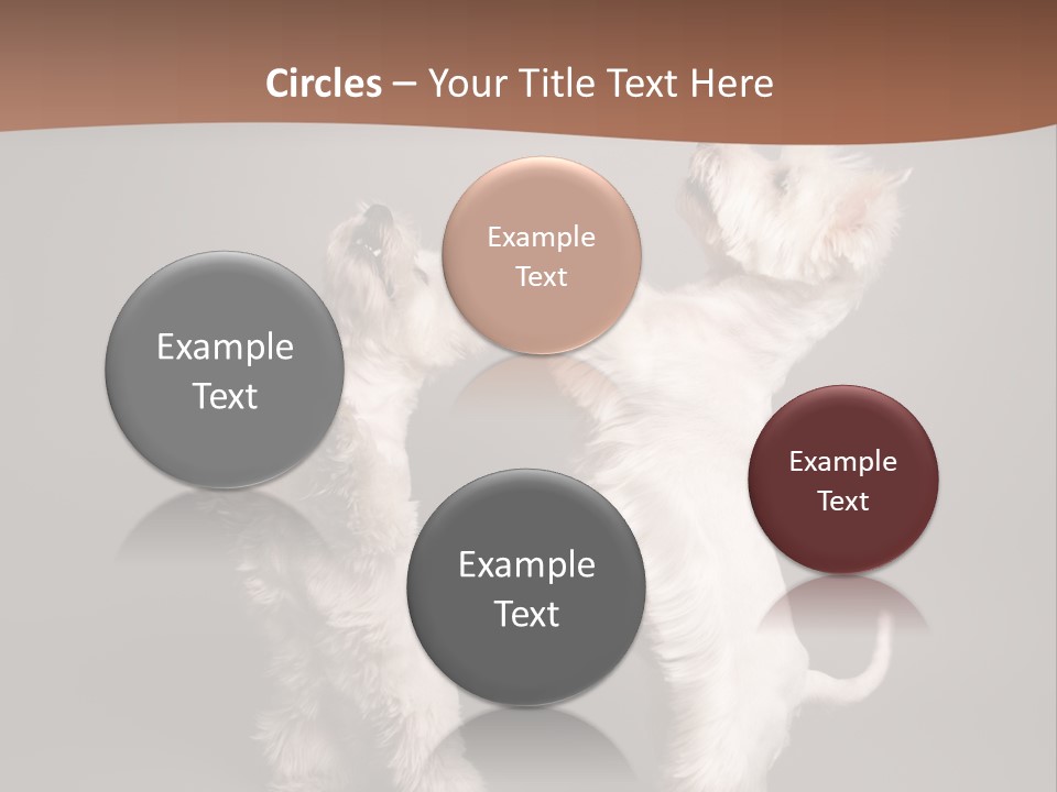 Studio Breed Terrier PowerPoint Template