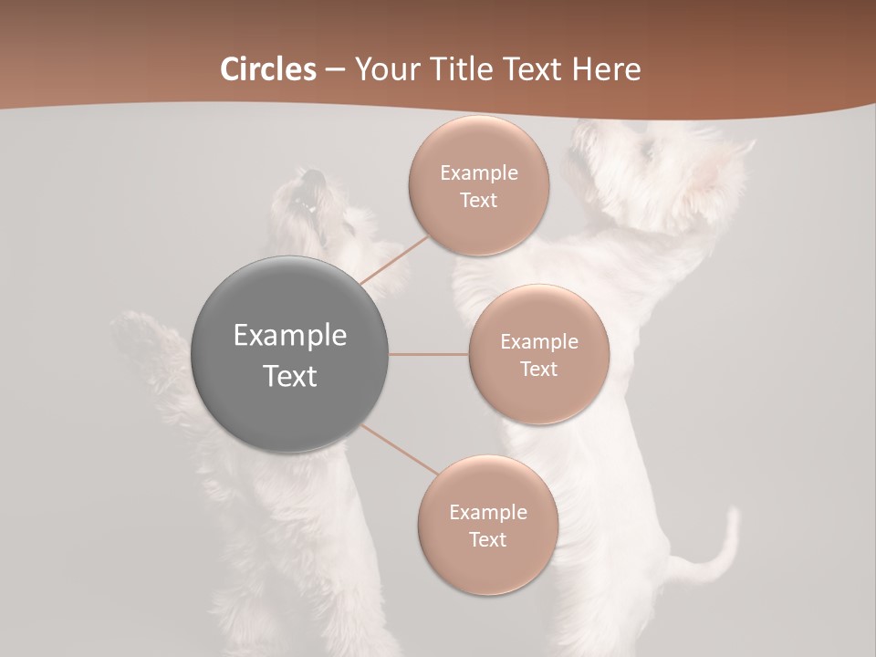 Studio Breed Terrier PowerPoint Template