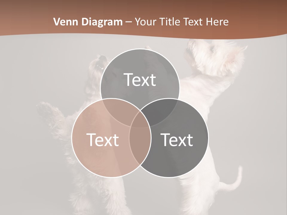 Studio Breed Terrier PowerPoint Template