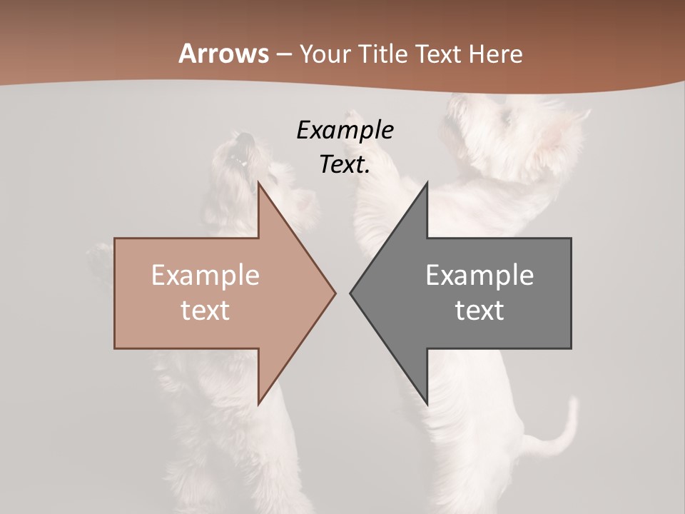 Studio Breed Terrier PowerPoint Template