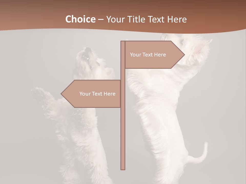 Studio Breed Terrier PowerPoint Template