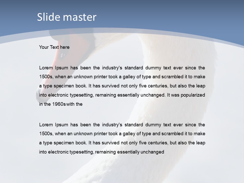 Swan Gracious Cygnus Olor PowerPoint Template