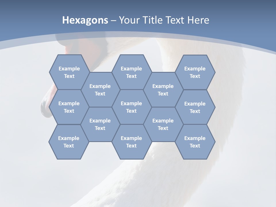 Swan Gracious Cygnus Olor PowerPoint Template