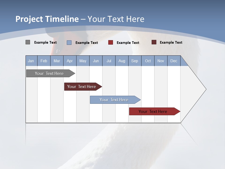 Swan Gracious Cygnus Olor PowerPoint Template