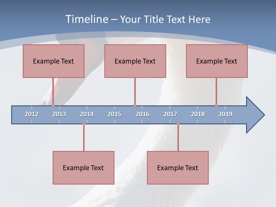 Swan Gracious Cygnus Olor PowerPoint Template