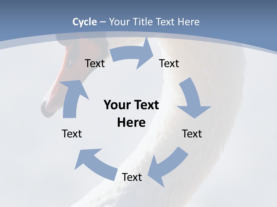 Swan Gracious Cygnus Olor PowerPoint Template