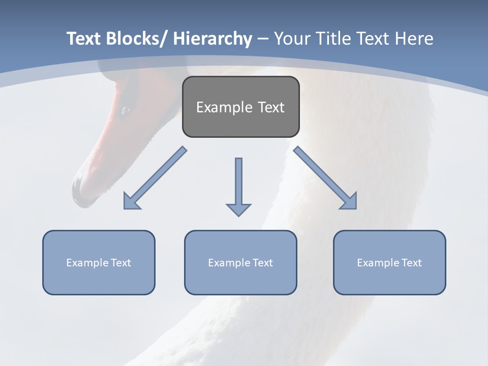 Swan Gracious Cygnus Olor PowerPoint Template