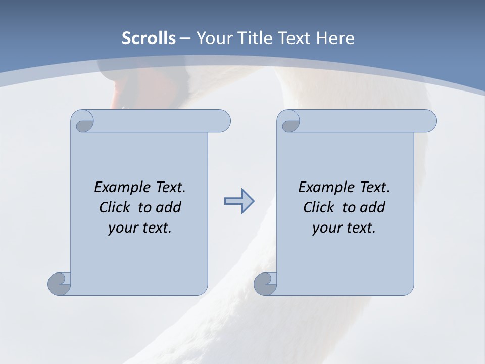 Swan Gracious Cygnus Olor PowerPoint Template