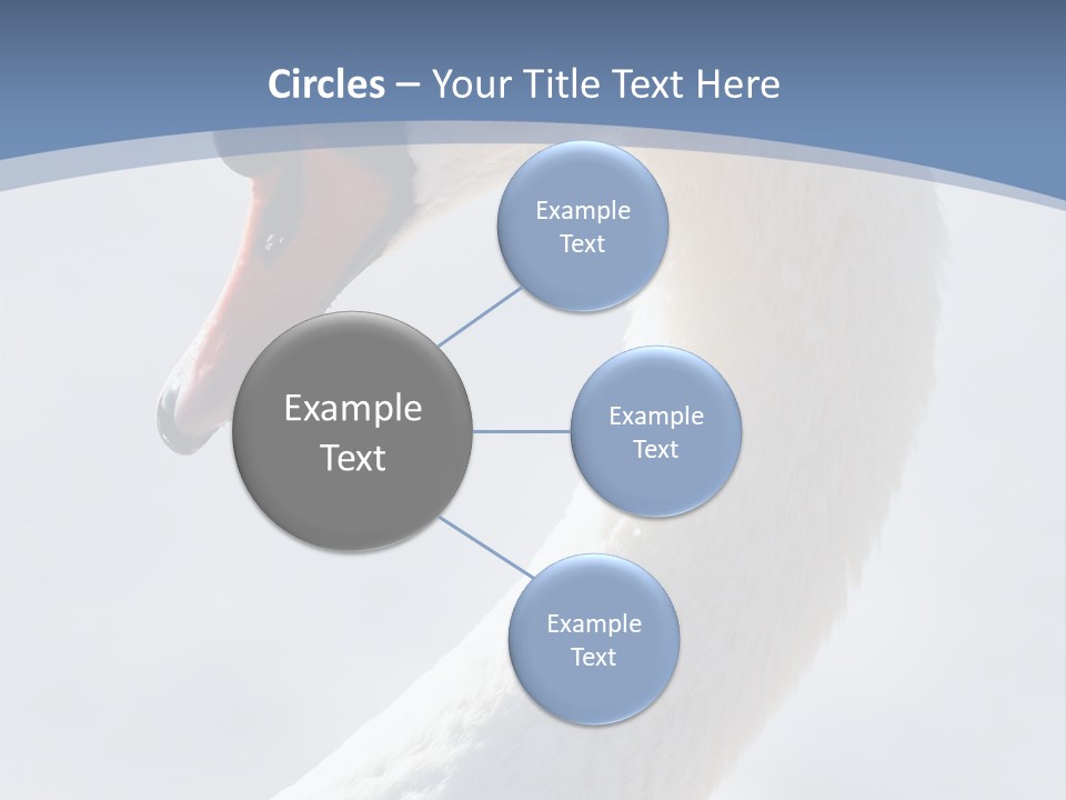 Swan Gracious Cygnus Olor PowerPoint Template
