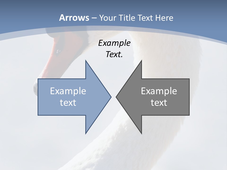 Swan Gracious Cygnus Olor PowerPoint Template