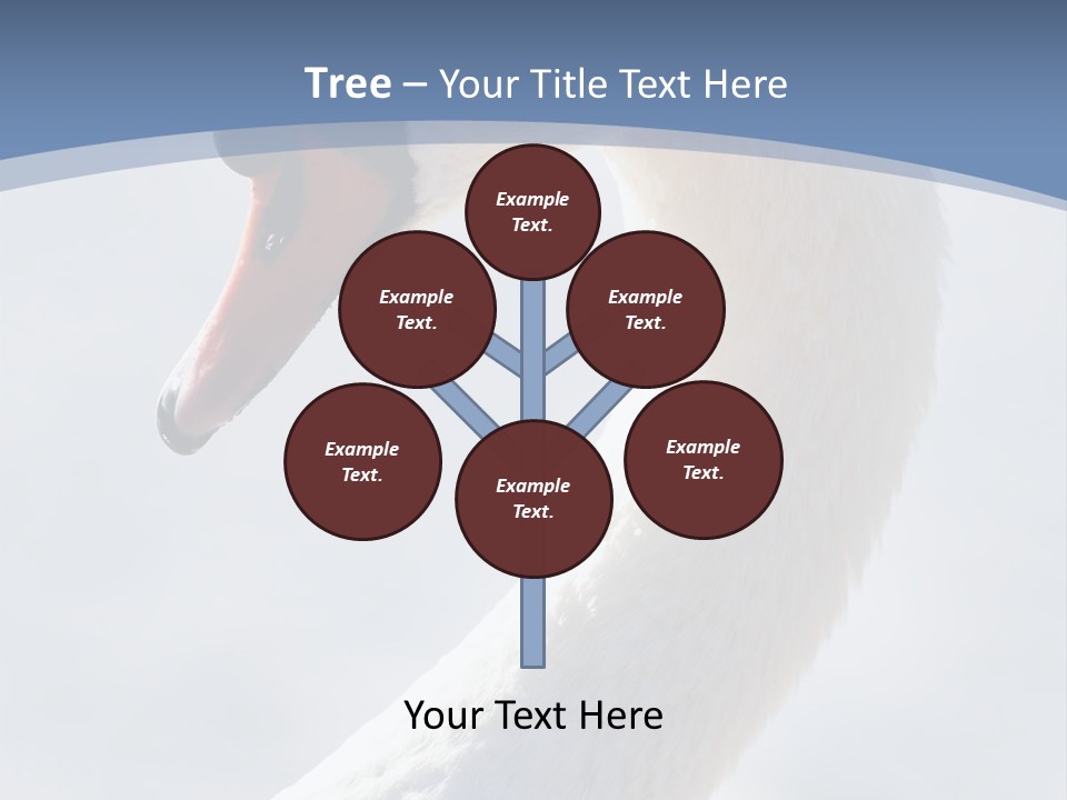 Swan Gracious Cygnus Olor PowerPoint Template