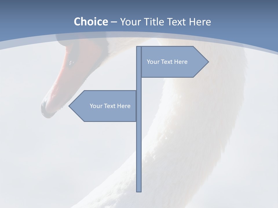 Swan Gracious Cygnus Olor PowerPoint Template