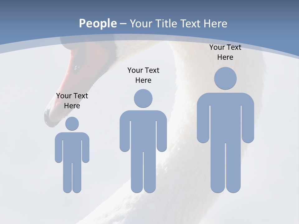 Swan Gracious Cygnus Olor PowerPoint Template