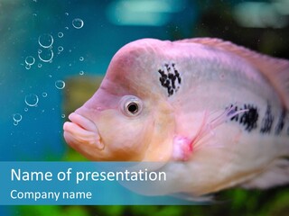 Life Image Organism PowerPoint Template