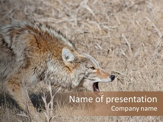 Animal Canada Rural PowerPoint Template