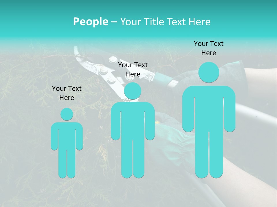 Thuja Shearing Equipment PowerPoint Template