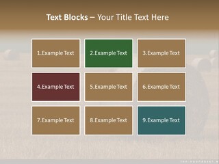 Sea Natural Romance PowerPoint Template