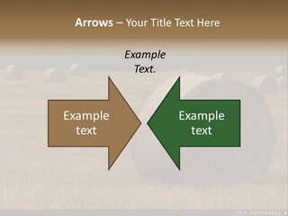 Sea Natural Romance PowerPoint Template