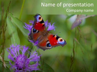 Meadow Butterfly Inachis PowerPoint Template