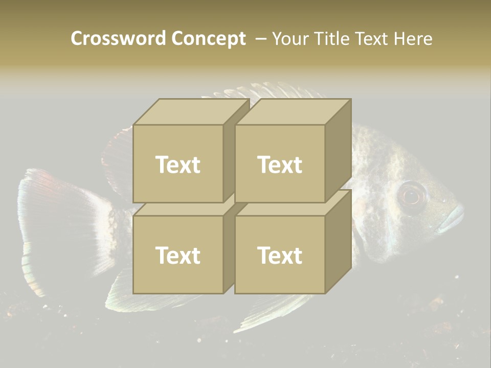 Black Fish Swim PowerPoint Template