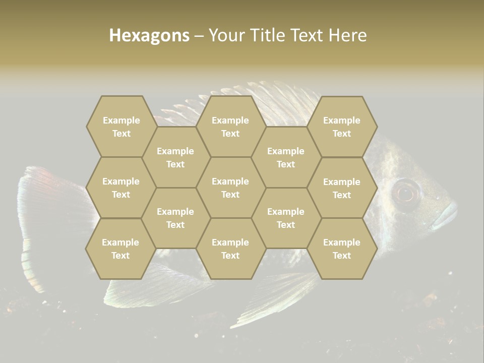 Black Fish Swim PowerPoint Template