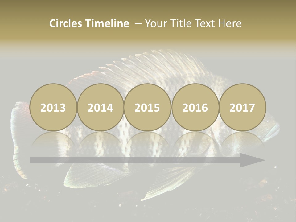 Black Fish Swim PowerPoint Template