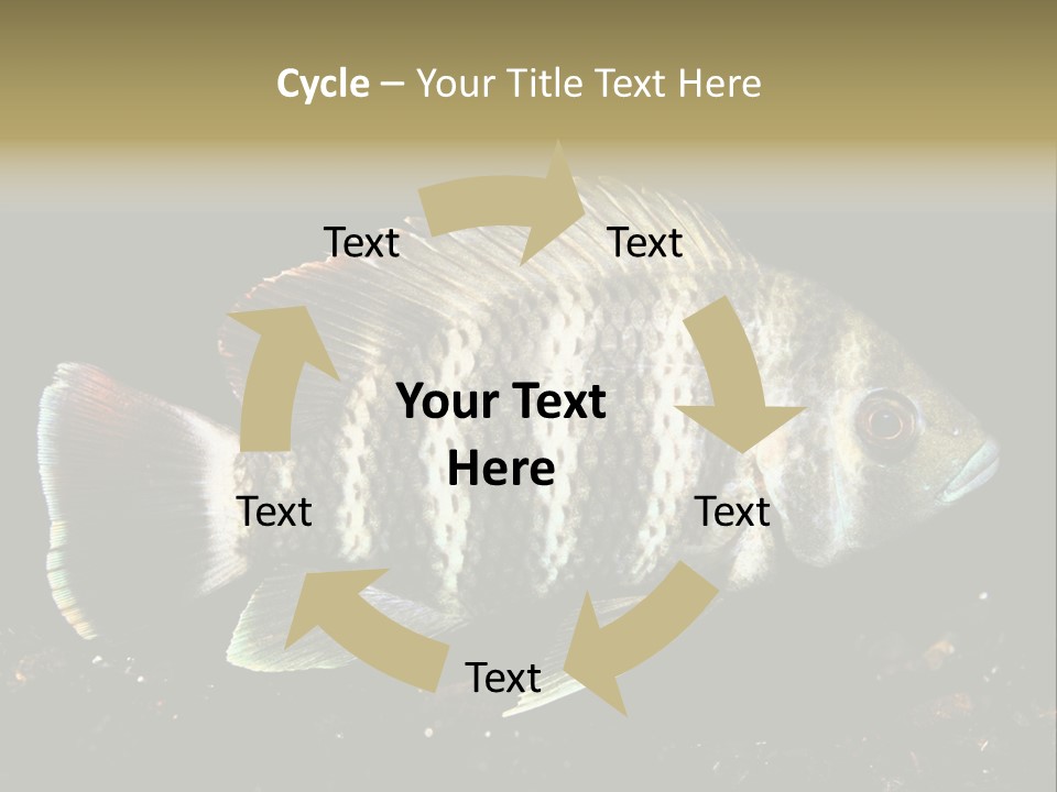 Black Fish Swim PowerPoint Template