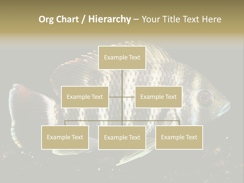 Black Fish Swim PowerPoint Template