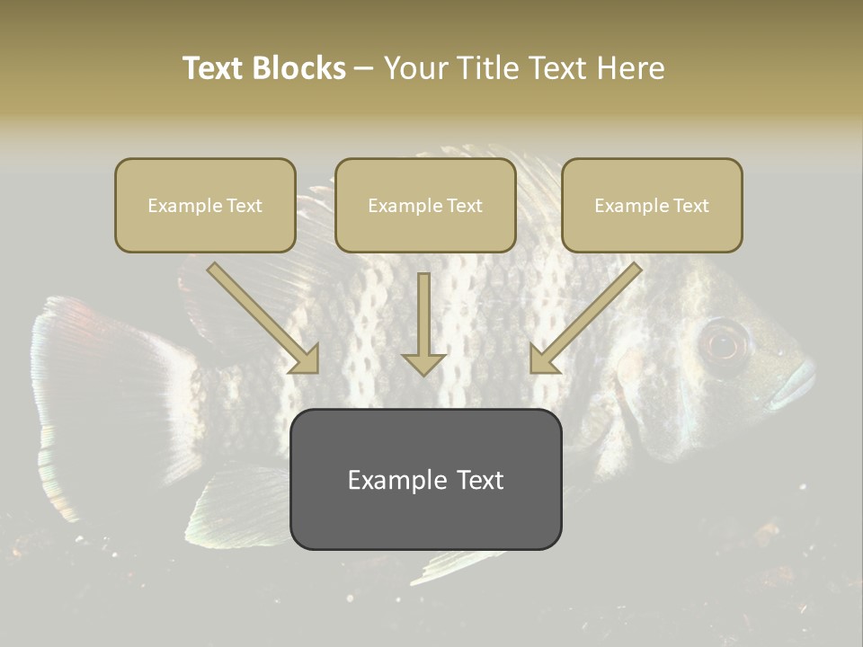 Black Fish Swim PowerPoint Template