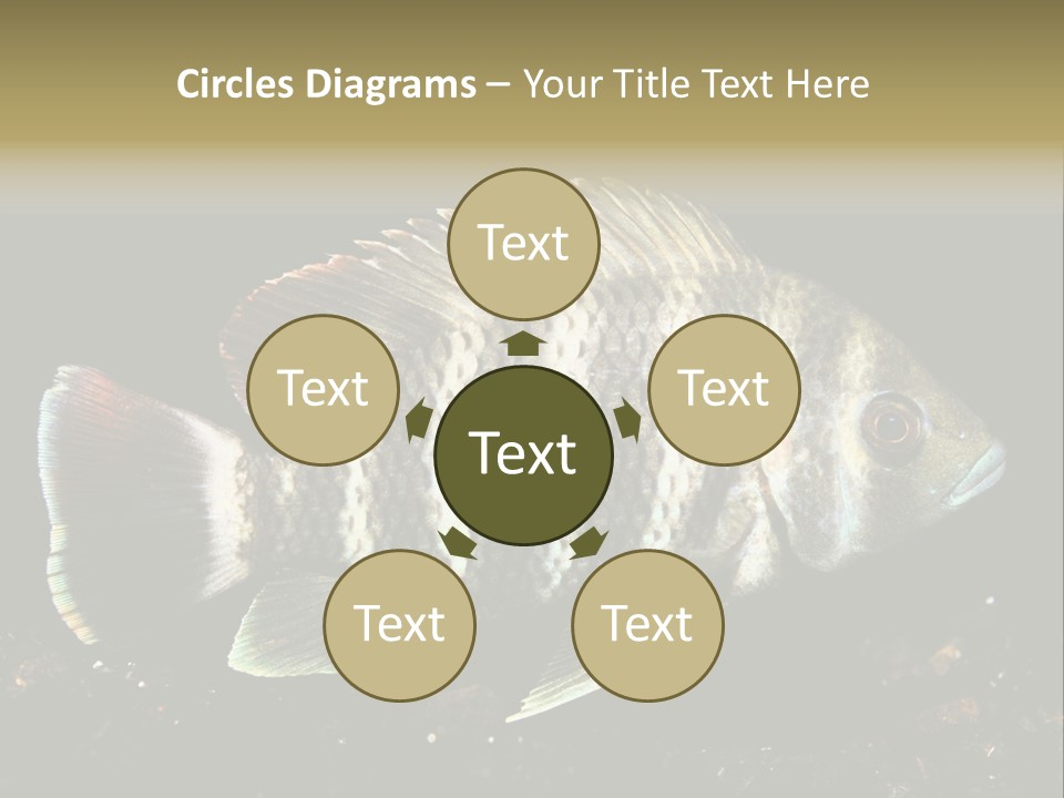 Black Fish Swim PowerPoint Template