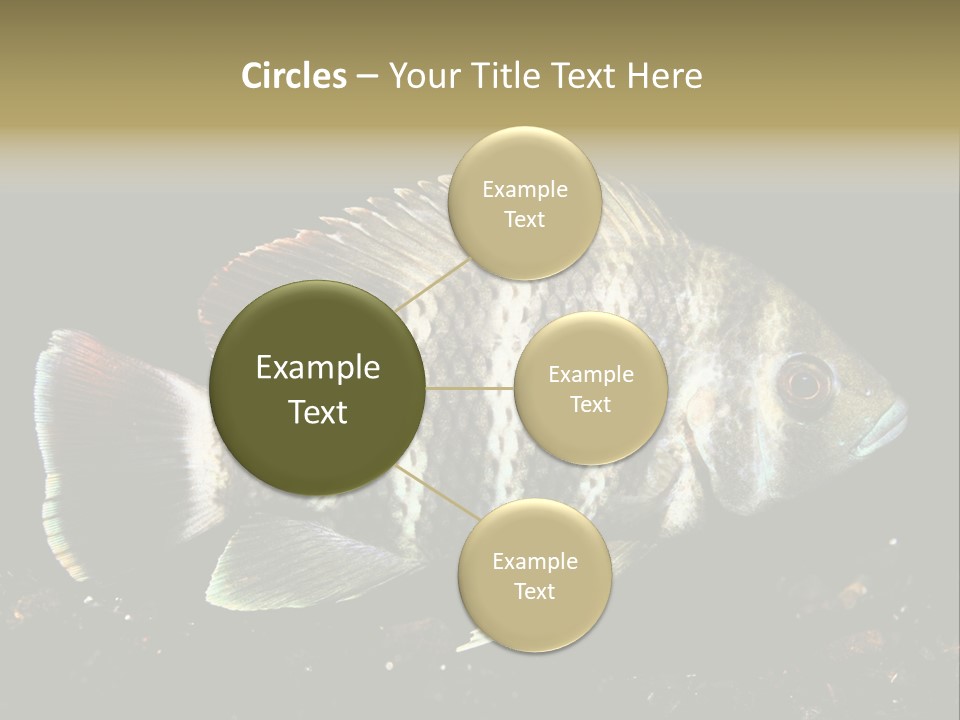 Black Fish Swim PowerPoint Template