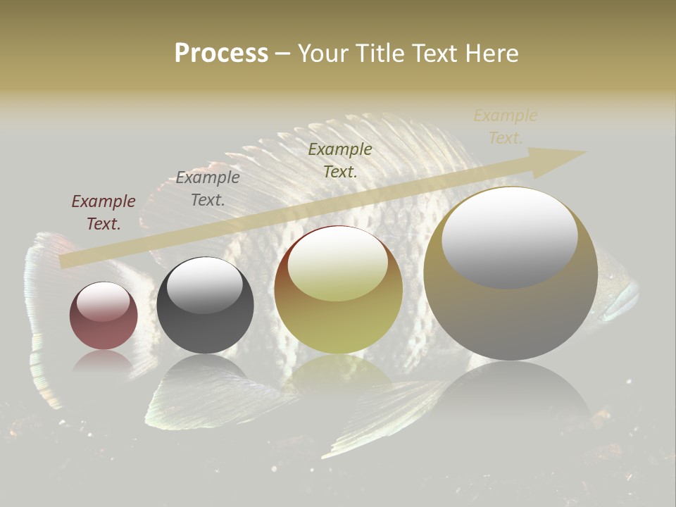 Black Fish Swim PowerPoint Template