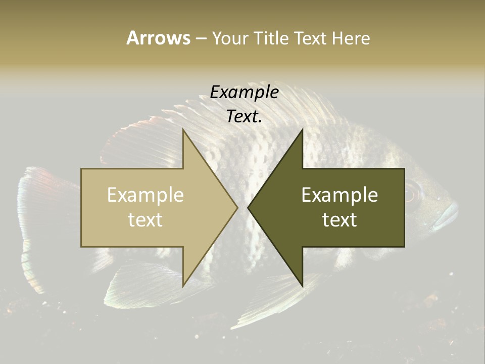 Black Fish Swim PowerPoint Template