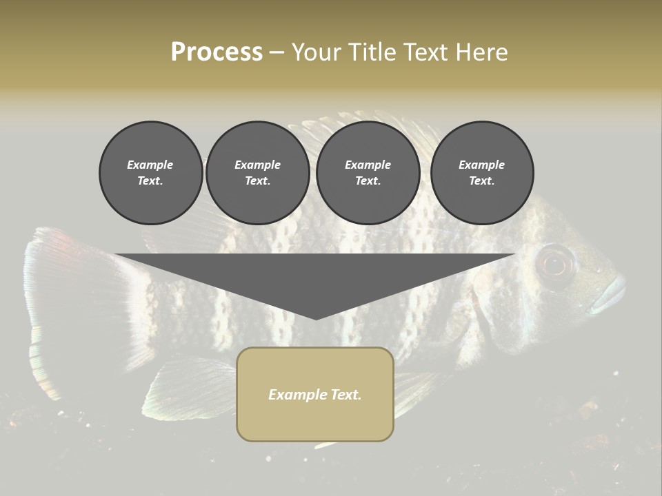 Black Fish Swim PowerPoint Template