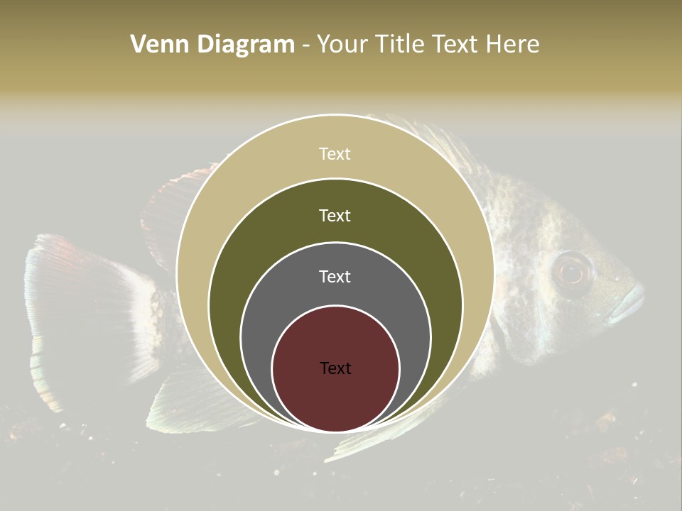 Black Fish Swim PowerPoint Template