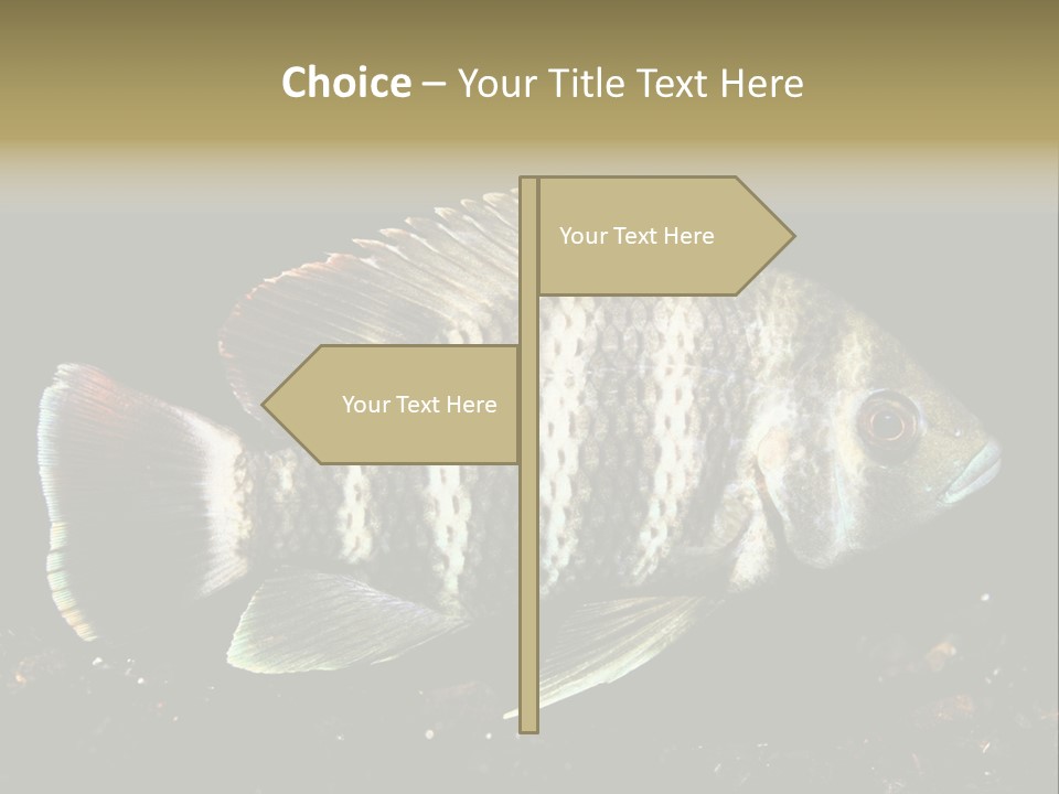 Black Fish Swim PowerPoint Template