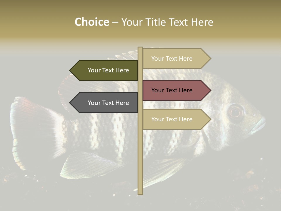 Black Fish Swim PowerPoint Template