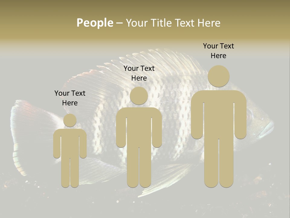 Black Fish Swim PowerPoint Template