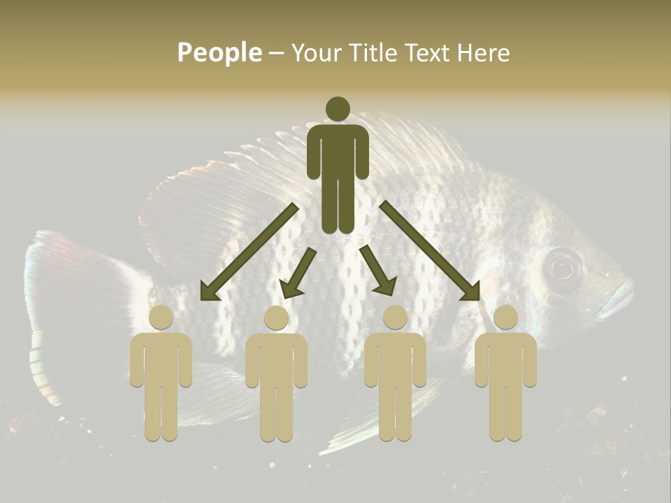 Black Fish Swim PowerPoint Template