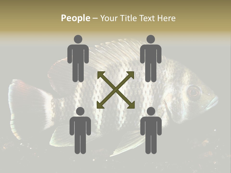 Black Fish Swim PowerPoint Template