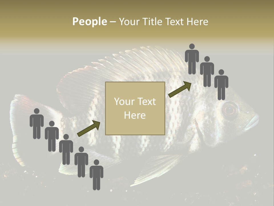 Black Fish Swim PowerPoint Template