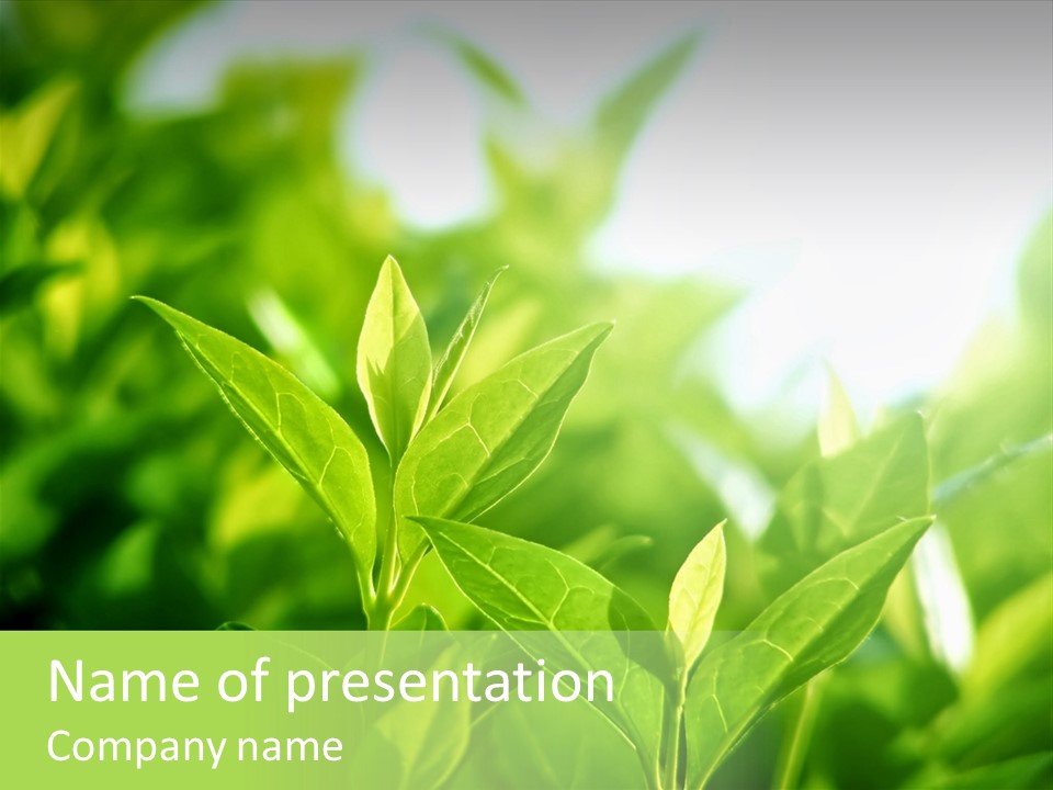 A Green Leafy Plant Is Shown In This Powerpoint Presentation PowerPoint Template