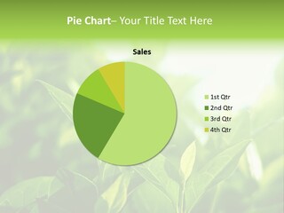 A Green Leafy Plant Is Shown In This Powerpoint Presentation PowerPoint Template