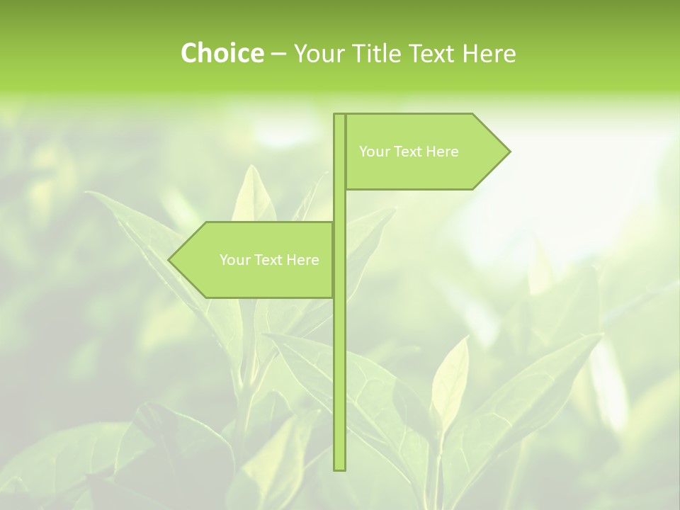 A Green Leafy Plant Is Shown In This Powerpoint Presentation PowerPoint Template