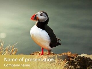 One Sea Life PowerPoint Template