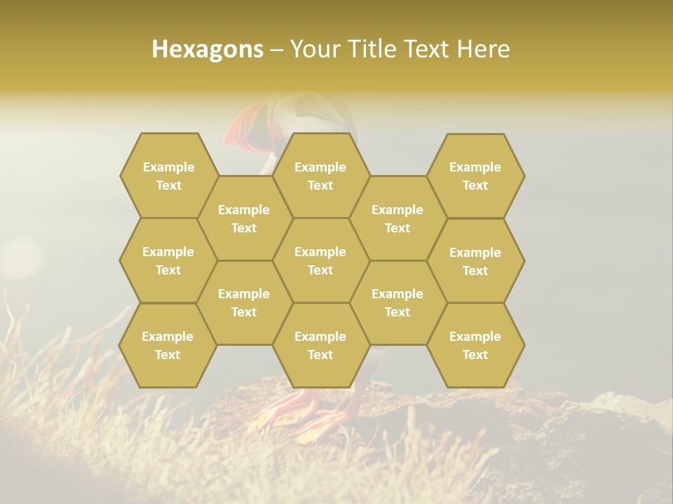 One Sea Life PowerPoint Template