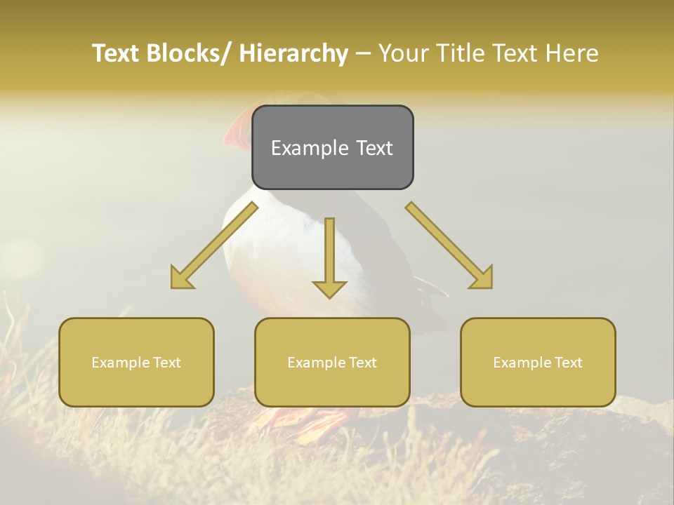 One Sea Life PowerPoint Template