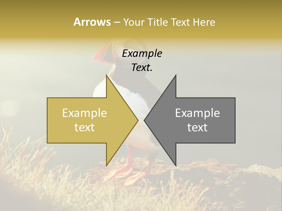 One Sea Life PowerPoint Template