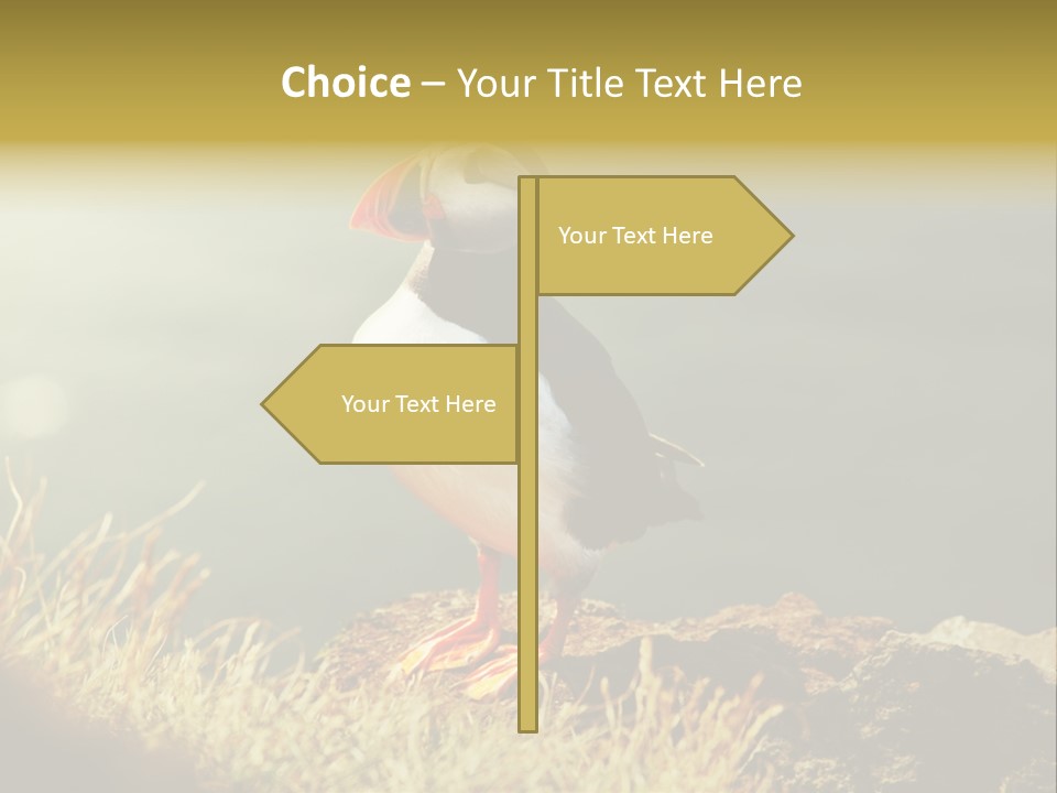 One Sea Life PowerPoint Template